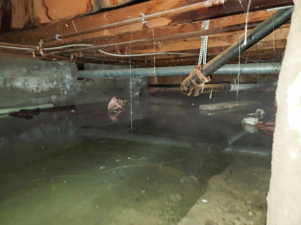 Best Basement water damage restoration  in Belington, WV