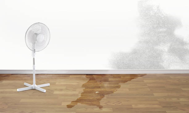 Best Carpet water damage restoration  in Belington, WV