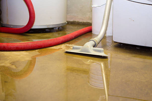 Best Water damage contractors near me  in Belington, WV
