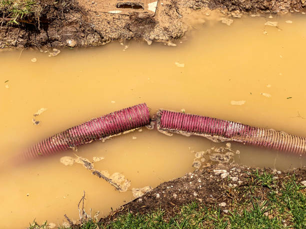 Best Water damage restoration near me  in Belington, WV