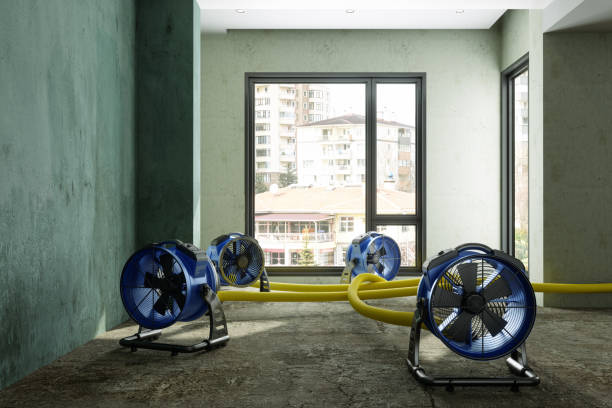 Best Basement water damage restoration  in Belington, WV